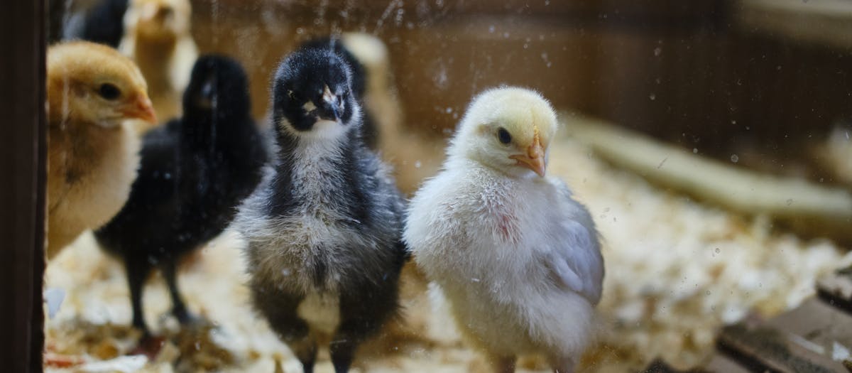 Close-up of cute fluffy chicks inside a brooder cage. Great for farm and animal themes.