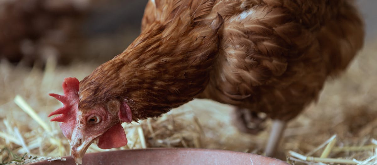 Brown hen pecking at feed in a rural chicken coop environment.
