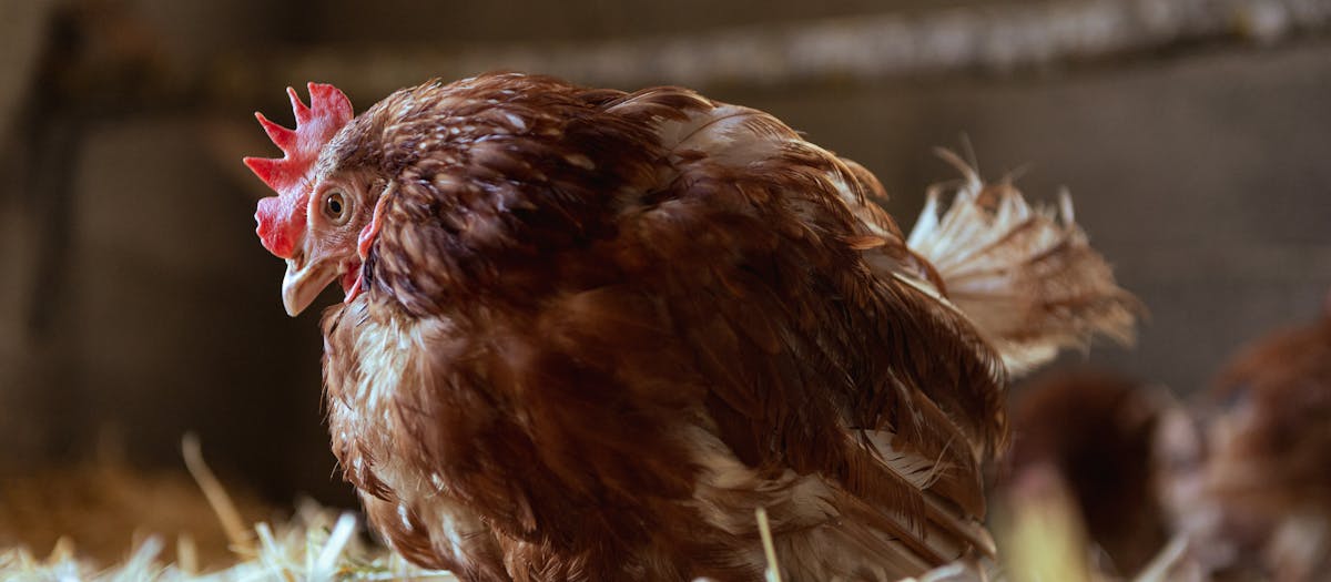 A domestic hen resting on hay in a rural barn setting, highlighting farm life.