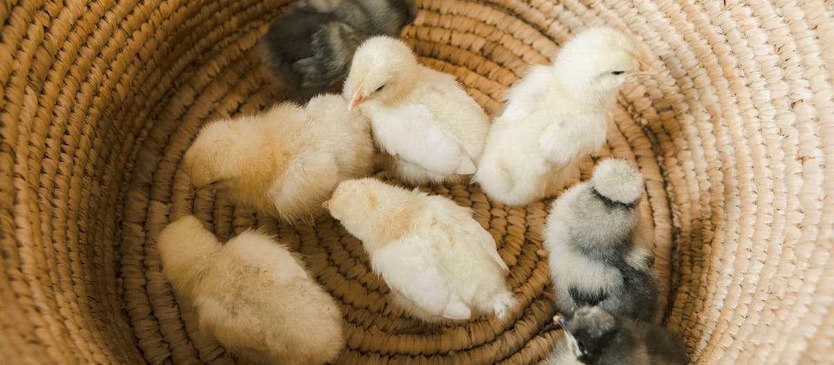 Top view of fluffy baby chicks nestled in a warm, woven basket. A perfect image of innocence.