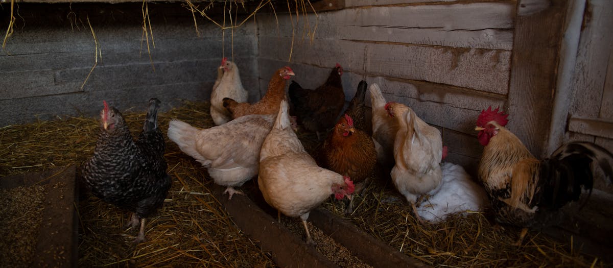A variety of chickens peck at hay in a rustic wooden chicken coop.