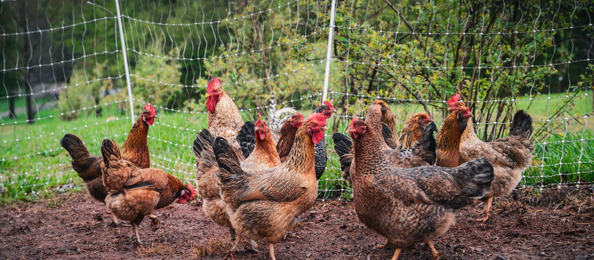A group of free-range hens on a rural farm surrounded by a wire fence.