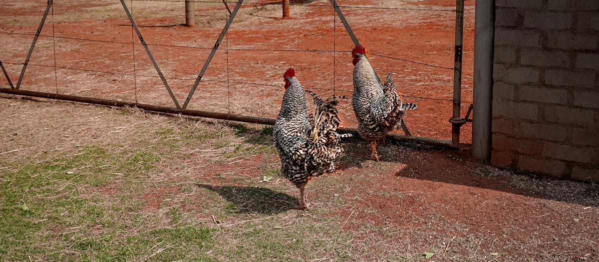 Two speckled chickens roam freely on a rural farm, showcasing a serene agricultural scene.