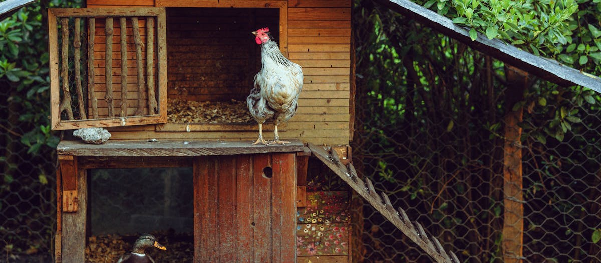 A rustic wooden coop with a lively rooster and curious duck in a lush garden setting.
